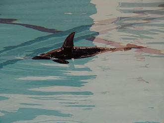 Click image for larger version

Name:	orca.jpg
Views:	195
Size:	1.32 MB
ID:	151432