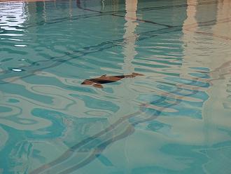 Click image for larger version

Name:	orca_1.jpg
Views:	187
Size:	1.26 MB
ID:	151433