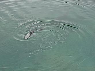 Click image for larger version

Name:	gregs shark.jpg
Views:	70
Size:	1.30 MB
ID:	151657