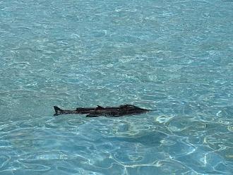 Click image for larger version

Name:	nautilus in water_s.jpg
Views:	106
Size:	1.81 MB
ID:	151814