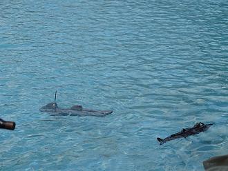 Click image for larger version

Name:	subs in water 7_s.jpg
Views:	106
Size:	1.69 MB
ID:	151817