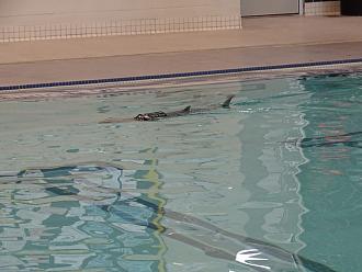 Click image for larger version

Name:	chris sub_s.jpg
Views:	30
Size:	1.45 MB
ID:	152074