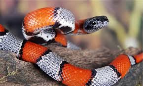 Click image for larger version  Name:	coral snake.jpg Views:	0 Size:	23.1 KB ID:	152250